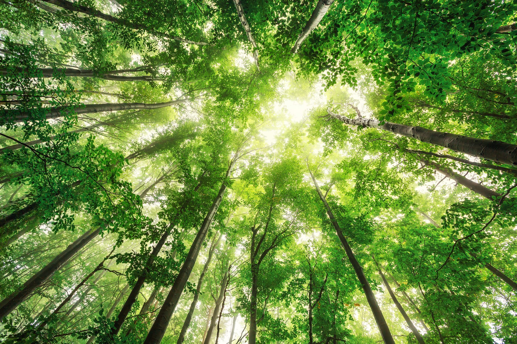 Scopri di più sull'articolo Un nuovo legno classificato come “medio” è capace di immagazzinare enormi quantità di CO2