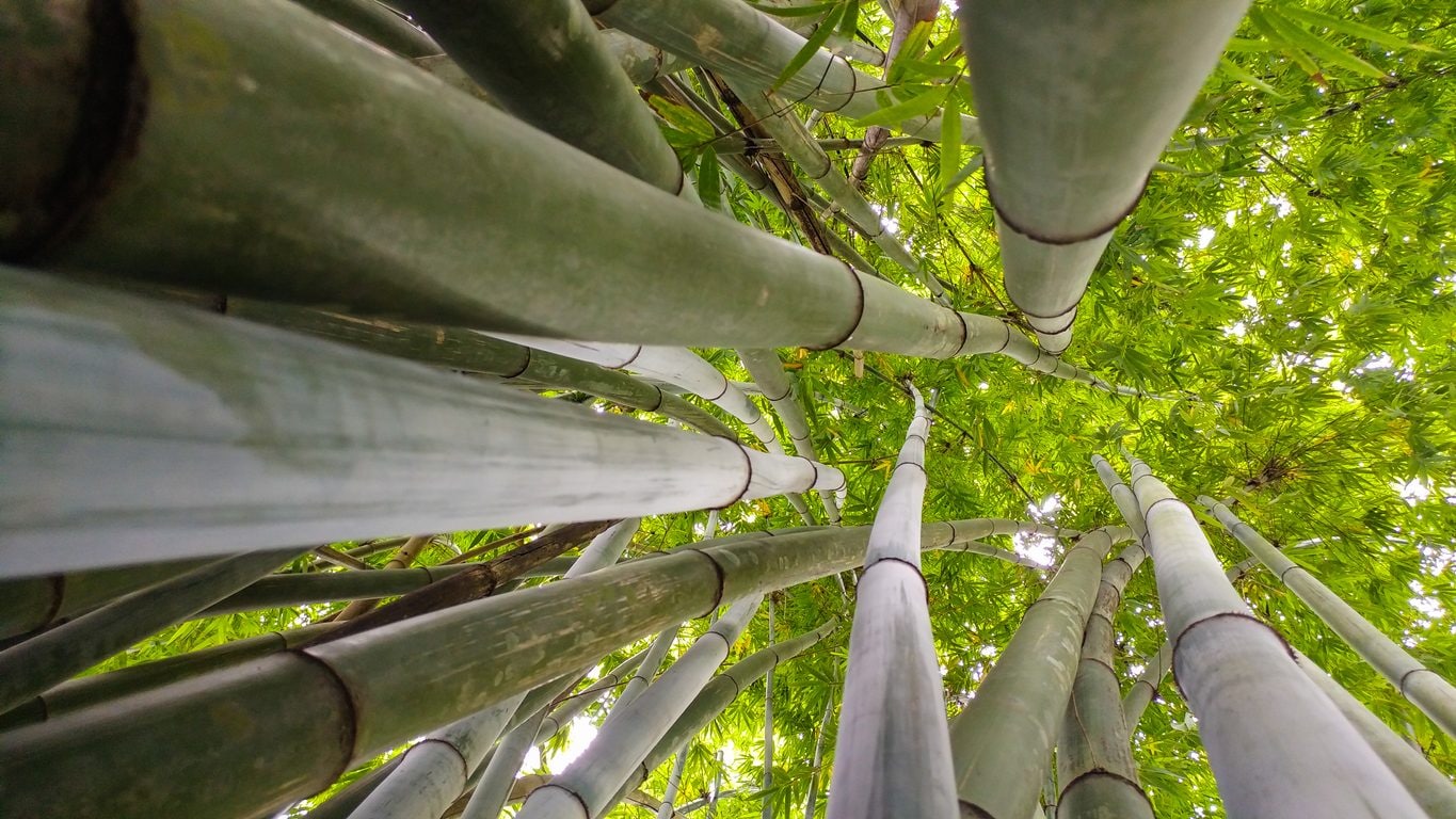 Scopri di più sull'articolo Plastica 100% vegetale: il bambù è il nuovo metodo cinese