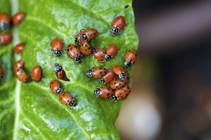 Scopri di più sull'articolo Cosa significa quando una coccinella entra in casa tua