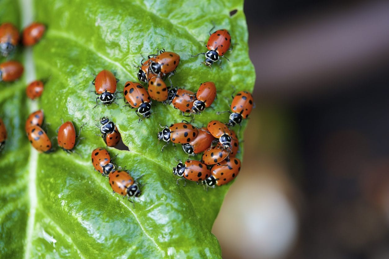 Scopri di più sull'articolo Cosa significa quando una coccinella entra in casa tua