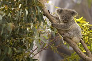 Scopri di più sull'articolo I Koala si estingueranno a causa dell’energia rinnovabile: addio al loro habitat naturale?