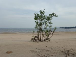 Scopri di più sull'articolo La peggiore siccità della storia manda in secca i fiumi dell’Amazzonia, come preso il Rio