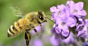 Scopri di più sull'articolo Sempre meno impollinatori: quali sono le piantagioni a rischio e perché