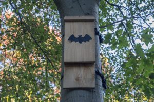 Scopri di più sull'articolo Dove dovresti mettere la bat box in giardino e come attirare i pipistrelli