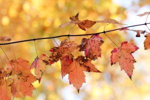 Scopri di più sull'articolo Foliage in Centro Italia: i luoghi più belli dove osservare lo spettacolo dell’autunno