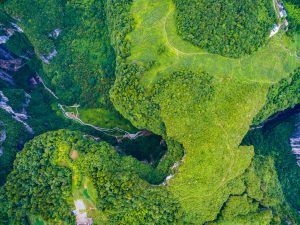 Scopri di più sull'articolo Piante “sotterranee”: 64 specie trovate sul fondo delle doline cinesi