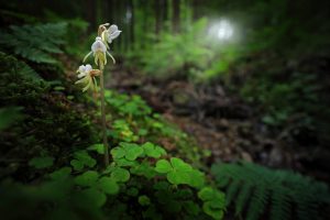 Scopri di più sull'articolo In Inghilterra è ritornata la Epipogium aphyllum: la bellissima orchidea estinta da 15 anni