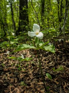 Scopri di più sull'articolo Scoperta una nuova specie di Orchidea in Brasile (ma è già a rischio estinzione)