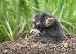 Scopri di più sull'articolo Non solo insetti: 4 piccoli mammiferi che puoi trovare in giardino