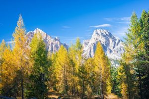 Scopri di più sull'articolo Larice, segreti e peculiarità del gigante della montagna