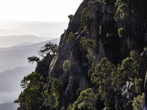 Scopri di più sull'articolo Come fanno alcune piante a crescere sulla roccia?