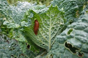 Scopri di più sull'articolo Lumache, limacce o chiocciole? Quali sono le differenze e perché le trovi in giardino