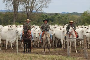 Scopri di più sull'articolo I Cowboy hanno fermato le trivellazioni in Colorado