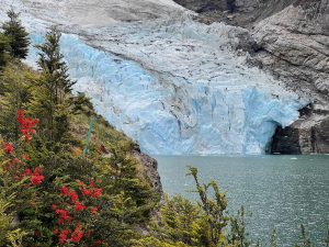 Scopri di più sull'articolo Flora e fauna riescono ad appropriarsi dei territori dove i ghiacciai si ritirano