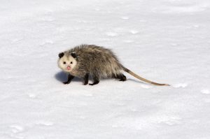 Scopri di più sull'articolo In Alaska cercano un ratto che potrebbe distruggere la biodiversità