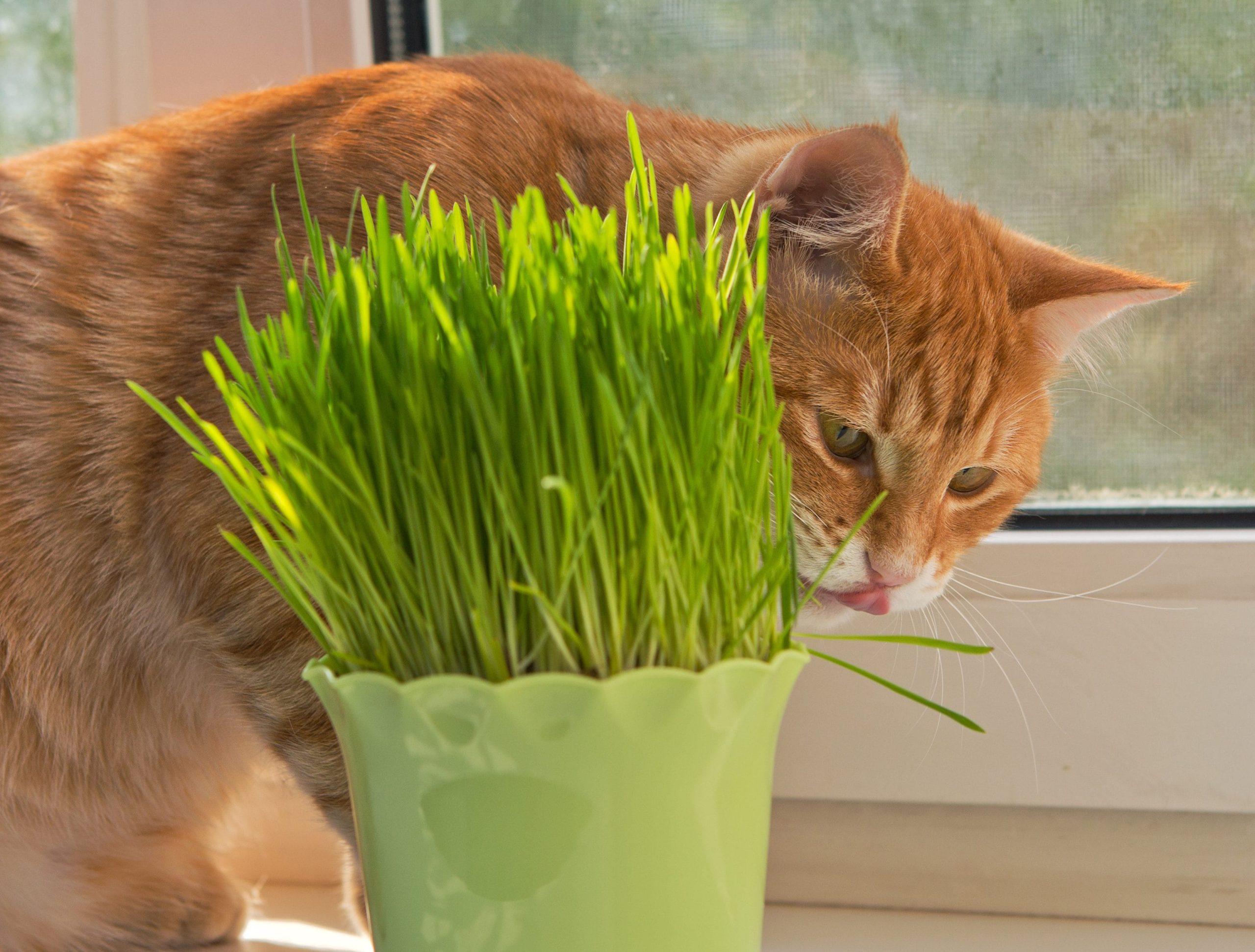 Scopri di più sull'articolo Nepata, Catmint, erba gatta ovvero la pianta che fa impazzire i mici