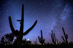 Scopri di più sull'articolo Il fiore che nasce e muore in una notte sola: le immagini del “moon flower” a Cambdrige