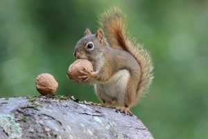 Scopri di più sull'articolo Gli scoiattoli piantano “per sbaglio” gli alberi dimenticando dove nascondono le noci