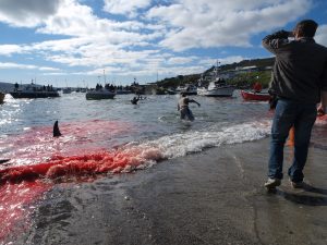 Scopri di più sull'articolo In Danimarca sono anni che massacrano balene e delfini, perché nessuno riesce a fermarli?