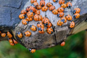 Scopri di più sull'articolo Cinque insetti utili per orto e giardino (e come attirarli)