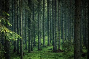 Scopri di più sull'articolo Piantare più alberi danneggia le foreste, non le aiuta e lo dice la scienza