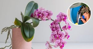 Scopri di più sull'articolo 159 orchidee su un singolo ramo: questo giardiniere detiene un nuovo record mondiale