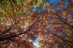 Scopri di più sull'articolo Dove osservare il foliage nel Sud Italia e nelle Isole