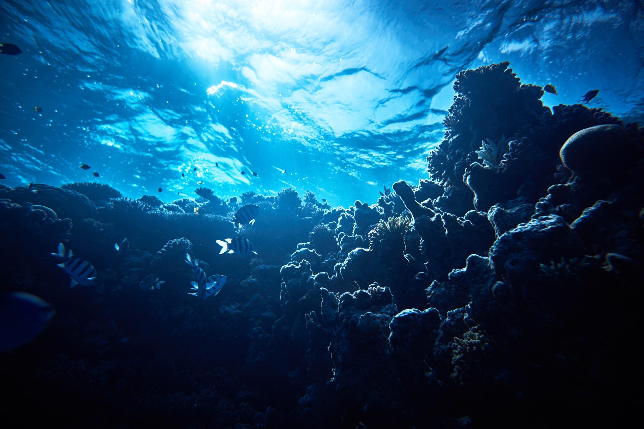 Scopri di più sull'articolo 20 nuove specie marine scoperte durante una spedizione in Sudamerica