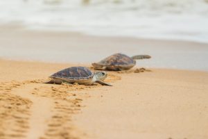 Scopri di più sull'articolo Perché le tartarughe marine appena nate vanno verso il mare (e come ci riescono)