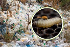 Scopri di più sull'articolo “Un verme che digerisce la plastica”, premiate 2 liceali vietnamite per la loro straordinaria scoperta