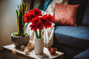 Scopri di più sull'articolo Amaryllis: cura e coltivazione dell’elegante fiore rosso