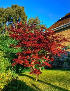 Scopri di più sull'articolo Quante e quali sono le varietà di acero: l’albero dagli incantevoli colori autunnali