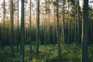 Scopri di più sull'articolo Foreste temperate: cosa sono, caratteristiche e dove si trovano