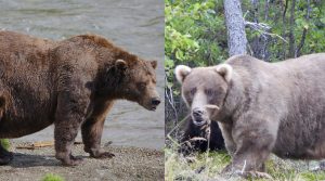 Scopri di più sull'articolo La Champions League della natura: chi ha vinto il premio dell’orso più ciccione 2024?