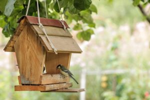 Scopri di più sull'articolo Come costruire un abbeveratoio per gli uccellini da posizionare in giardino