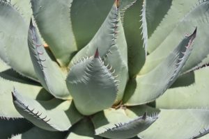 Scopri di più sull'articolo Praying Hands”: le varietà di agave che sembrano mani in preghiera