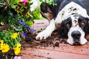 Scopri di più sull'articolo 6 piante da non avere in casa se hai animali domestici