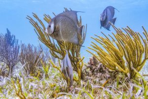 Scopri di più sull'articolo Le aree marine protette potrebbero essere in pericolo