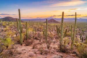 Scopri di più sull'articolo Non solo animali: negli USA il bracconaggio stermina anche cactus e altre piante desertiche