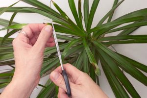 Scopri di più sull'articolo Se la tua Dracena ha le foglie nere o gialle intervieni così