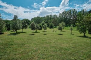 Scopri di più sull'articolo Come la Norvegia è riuscita a triplicare le sue foreste