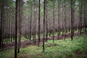 Scopri di più sull'articolo Il più grande bosco artificiale è in Cina e sorge su un deserto: ecco perché e a cosa serve