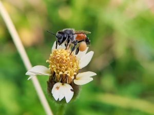 Scopri di più sull'articolo Un laboratorio sta sfruttando le api per monitorare la crisi climatica