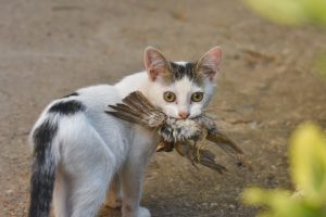 Scopri di più sull'articolo In Australia vogliono uccidere i gatti ritenuti come animali infestanti