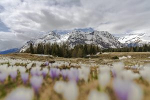 Scopri di più sull'articolo In Antartide si inizia a coltivare il ghiaccio, mentre il paesaggio si trasforma: dalla neve a un grande bosco