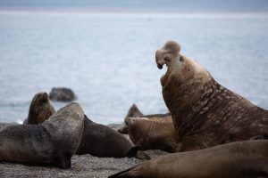 Scopri di più sull'articolo L’Europa sta pensando di far partire la caccia a foche e cormorani: ”impattano sulla nostra pesca”