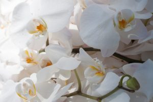 Scopri di più sull'articolo Queste orchidee sono le più rare al mondo: dove si trovano e perché sono in pericolo