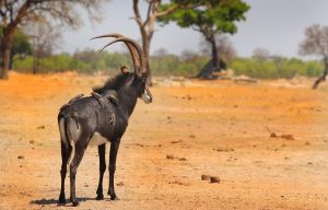 Scopri di più sull'articolo Antilope in via di estinzione: l’Angola rischia di perdere il suo animale nazionale