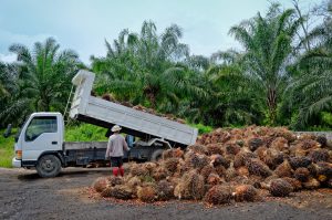 Scopri di più sull'articolo Le diete alimentari stanno distruggendo le foreste: ogni anno perdiamo un’area verde grande quanto il Portogallo