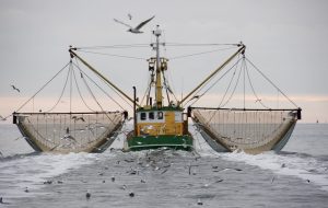 Scopri di più sull'articolo Per gli italiani la pesca sostenibile è diventato un valore: i dati